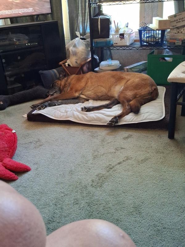 Buddy uses size XL