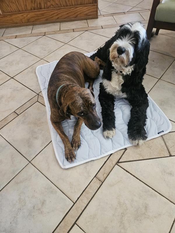 Cooper & Finn uses size 2XL