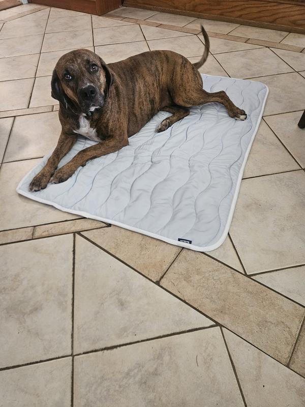 Rocky uses size XL